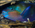   bulletheaded Parrotfish makes itself comfortable night Red Sea. Sea  